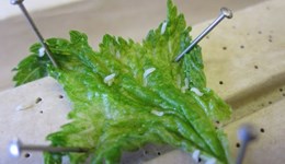 Blackcurrant leaf midge